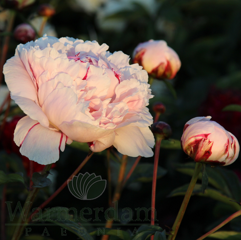 Reine Hortense | Warmerdam Paeonia